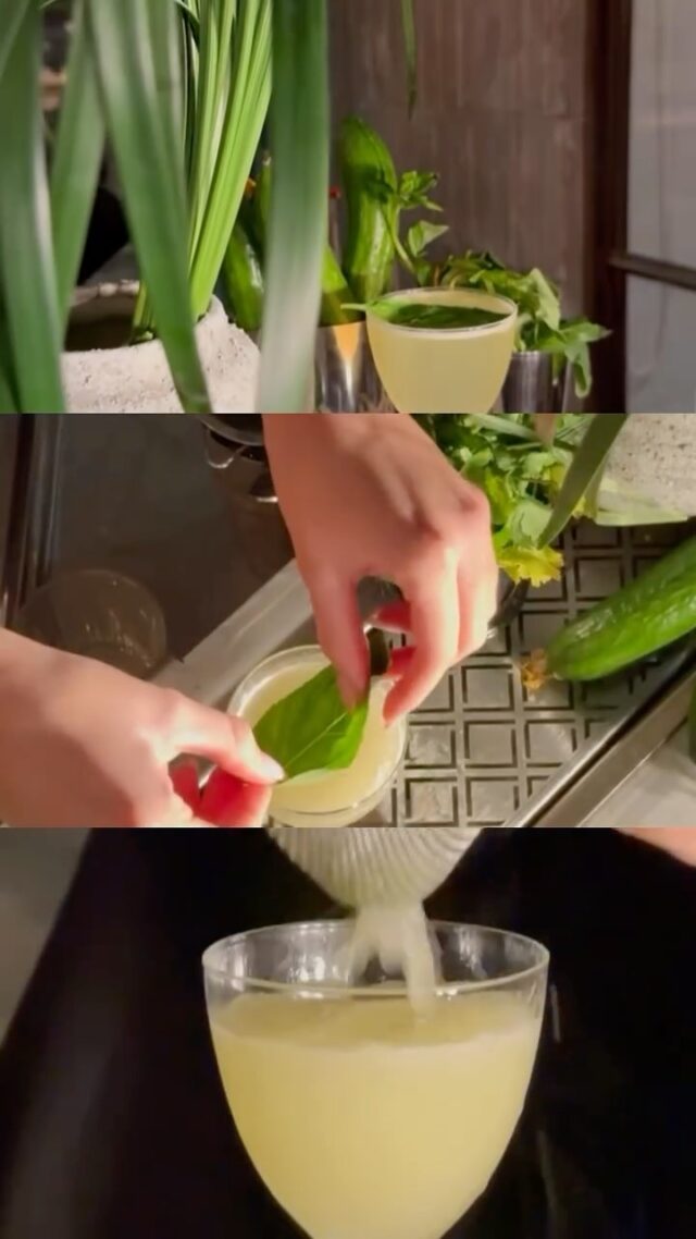 Say Basilita 🙃🌱